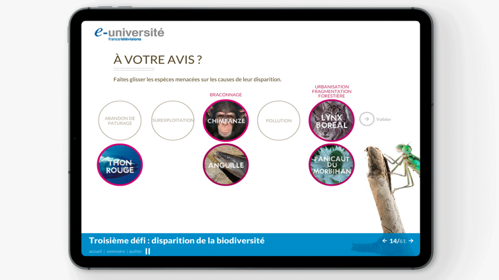 Projet de Digital Learning, France TV DD, réalisé par Dowino